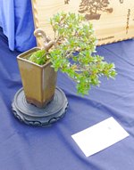 Scottish_Bonsai_Show_2012